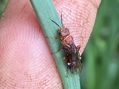 Macroxyela ferruginea