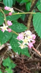 Rubus inopertus