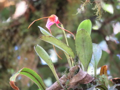 Masdevallia