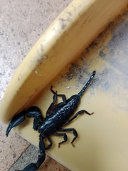 Opisthacanthus