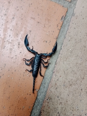 Opisthacanthus