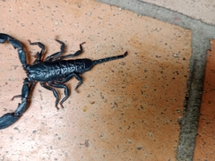 Opisthacanthus