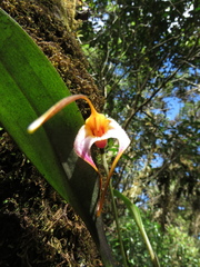 Masdevallia