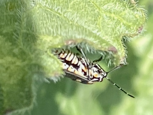 iNaturalist observation photo of Bagrada Bug