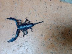 Opisthacanthus