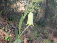 Fritillaria bithynica