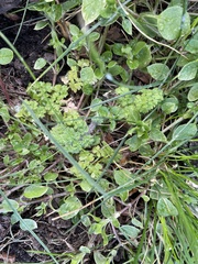 Anthriscus caucalis