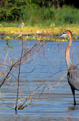 Ardea goliath