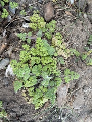 Anthriscus caucalis