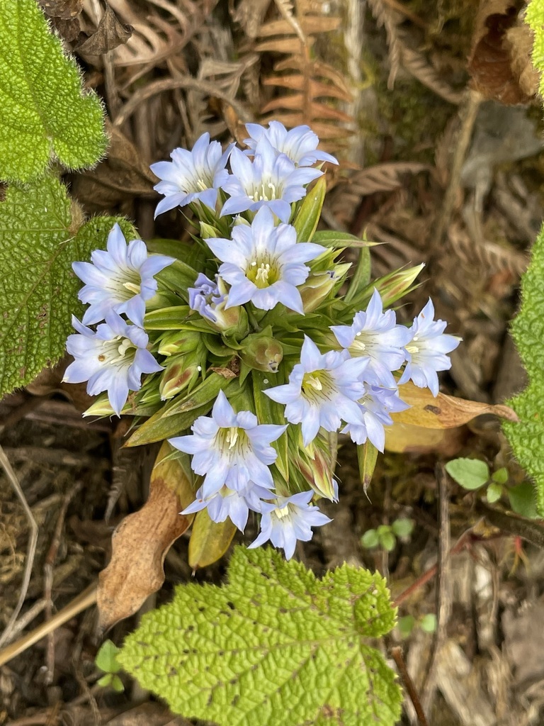 Gentiana hesseliana