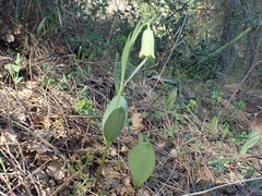 Fritillaria bithynica