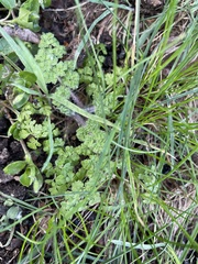 Anthriscus caucalis