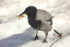 Corvus cornix