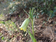 Fritillaria bithynica