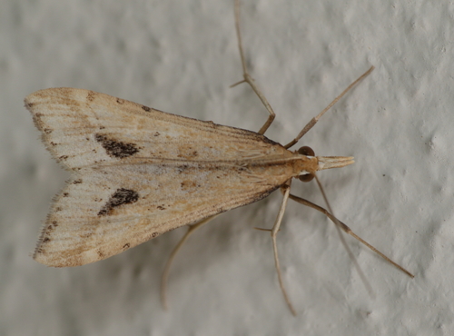 Diasemia monostigma Hampson, 1913