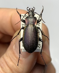 Carabus violaceus aurolimbatus