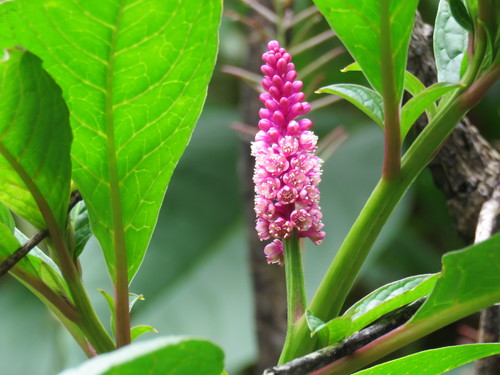 Southern pokeweed (Phytolacca bogotensis)