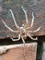 Araneae