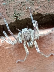 Araneae