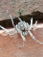 Araneae