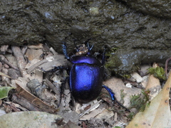 Enoplotrupes sharpi