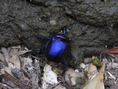 Enoplotrupes sharpi