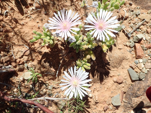 Drosanthemum eburneum
