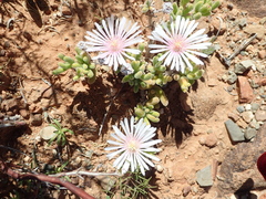 Drosanthemum eburneum