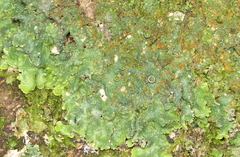 Punctelia constantimontium