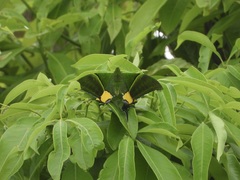 Teinopalpus imperialis