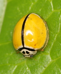 Oenopia cuneata