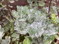 Golovinomyces sonchicola