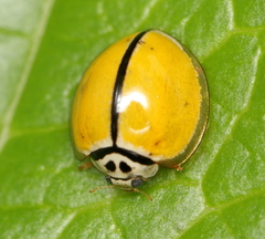 Oenopia cuneata