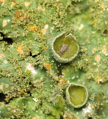 Punctelia constantimontium