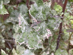 Golovinomyces sonchicola