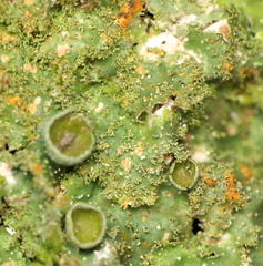 Punctelia constantimontium