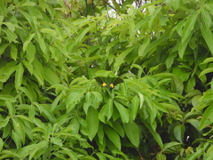 Teinopalpus imperialis