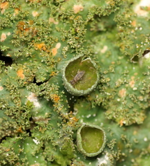 Punctelia constantimontium