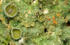 Punctelia constantimontium