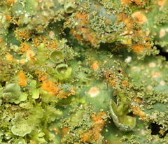 Punctelia constantimontium