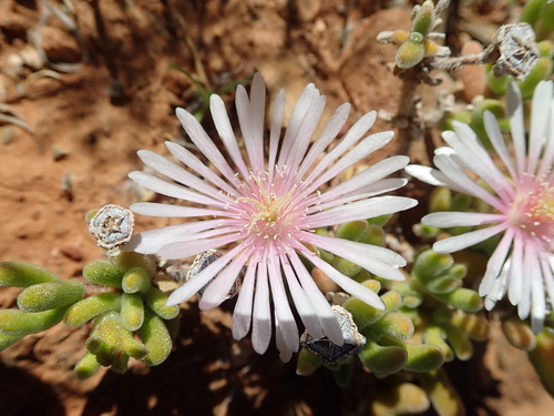 Drosanthemum eburneum, photograph 1