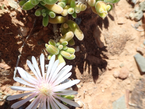 Drosanthemum eburneum, photograph 2
