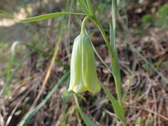 Fritillaria bithynica