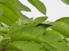 Teinopalpus imperialis