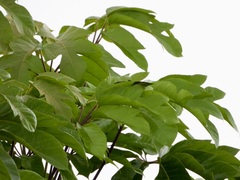 Teinopalpus imperialis