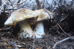 Phlegmacium