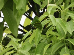 Teinopalpus imperialis