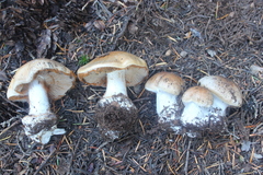 Phlegmacium