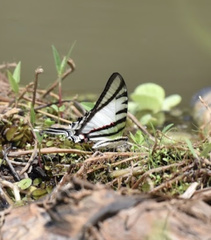 Protographium epidaus