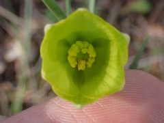 Fritillaria bithynica